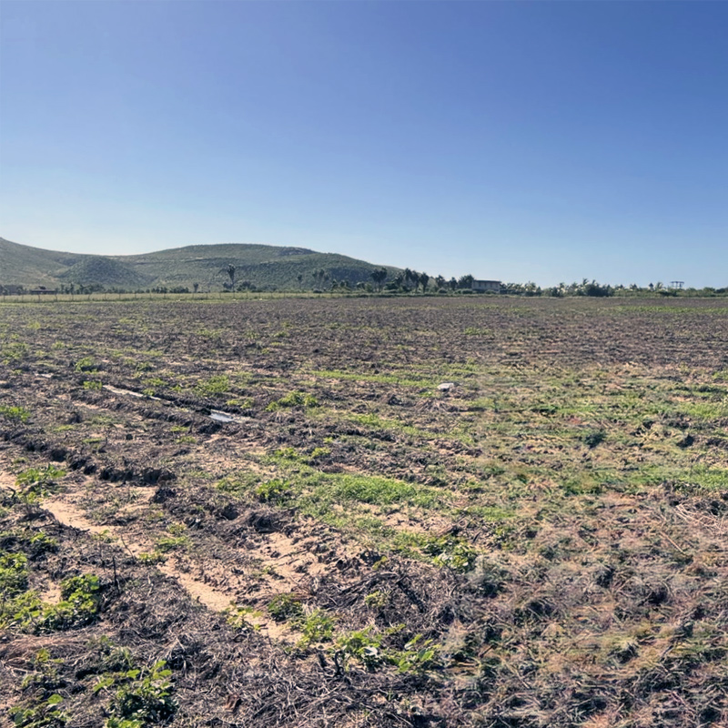 LaMesaHome Casa Pitahaya